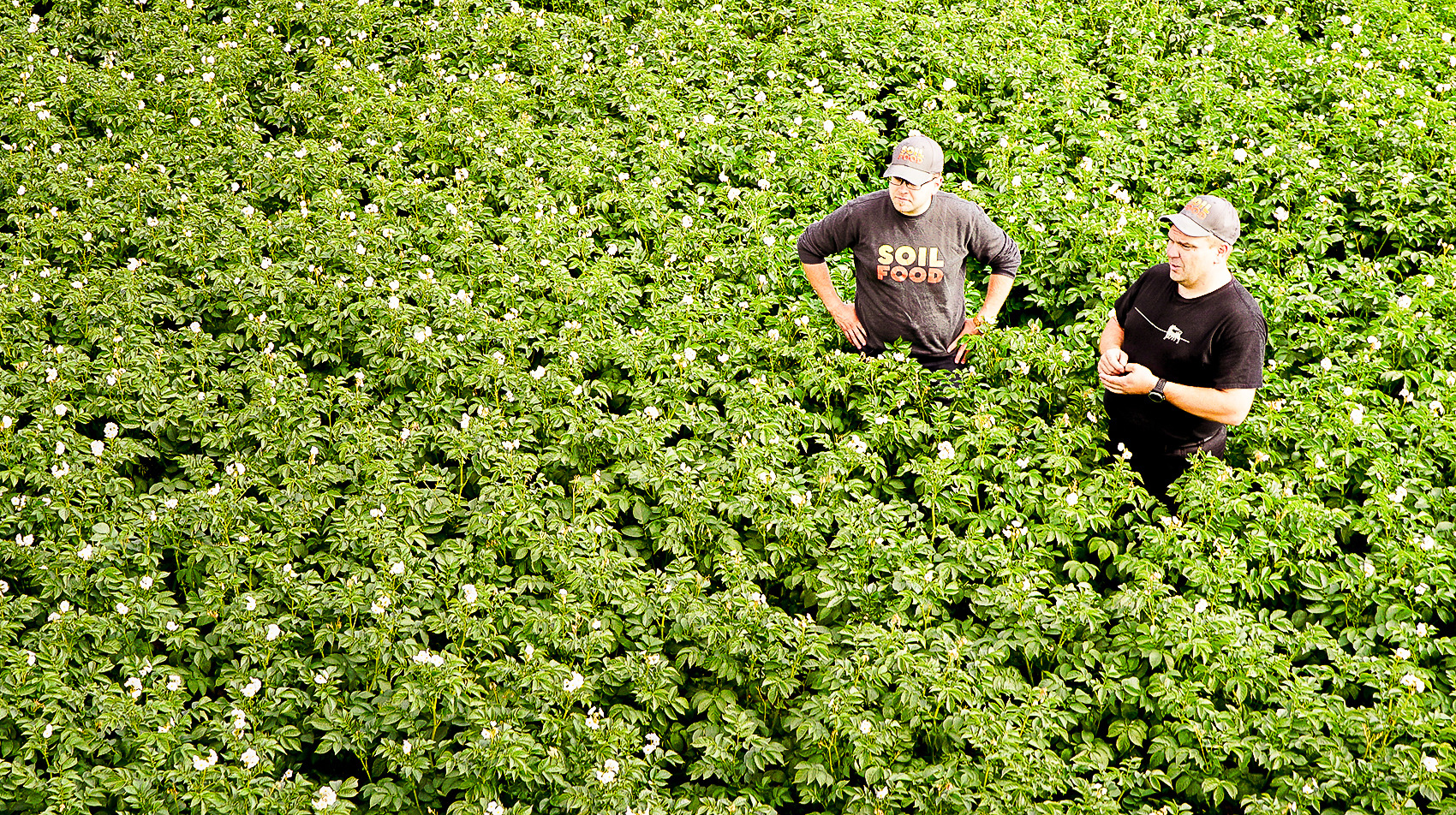 Soilfood Boost -tuotteet tärkkelysperunan lannoitteina takaavat tuottavan kasvuston.
